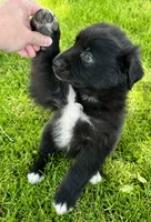 Tux, a male Australian Shepherd for sale in Wright City, MO – Photo 4 of 9