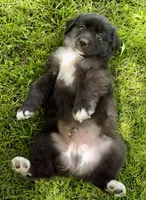 Tux, a male Australian Shepherd for sale in Wright City, MO – Photo 5 of 9