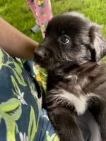 Tux, a male Australian Shepherd for sale in Wright City, MO – Photo 3 of 9