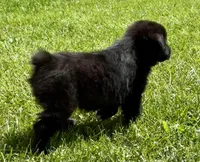 Tux, a male Australian Shepherd for sale in Wright City, MO – Photo 2 of 9