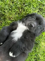 Tux, a male Australian Shepherd for sale in Wright City, MO – Photo 7 of 9