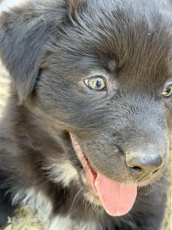 Tux – Australian Shepherd puppy for sale in Wright City, MO