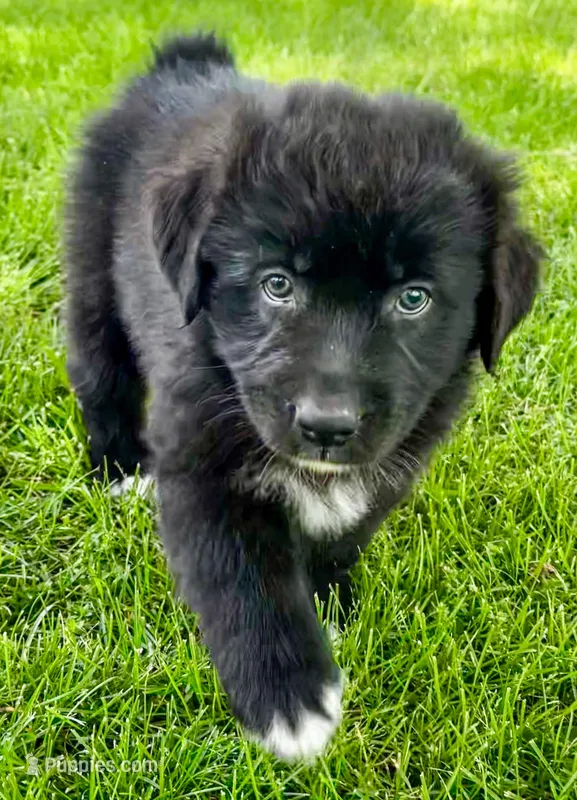 Tux, a male Australian Shepherd for sale in Wright City, MO – Photo 1 of 9