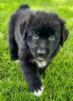 Tux, a male Australian Shepherd for sale in Wright City, MO – Photo 1 of 9