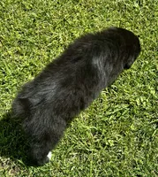 Tux, a male Australian Shepherd for sale in Wright City, MO – Photo 9 of 9