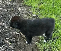 Tux, a male Australian Shepherd for sale in Wright City, MO – Photo 6 of 9