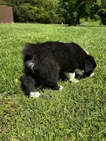 Toby , a male Australian Shepherd for sale in Wright City, MO – Photo 7 of 8