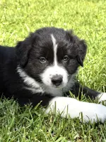 Toby , a male Australian Shepherd for sale in Wright City, MO – Photo 3 of 8