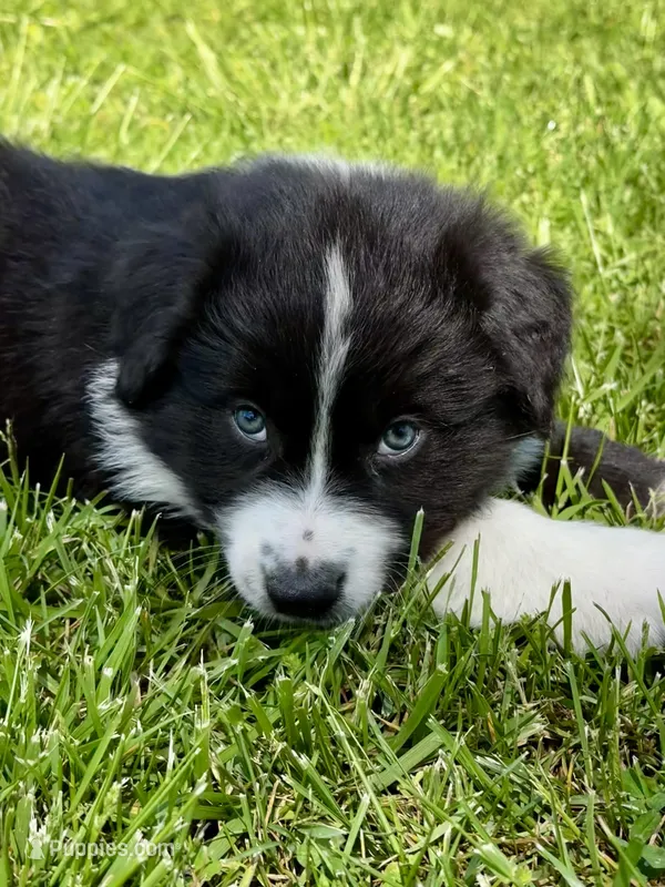 Toby  – Australian Shepherd puppy for sale in Wright City, MO