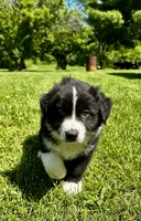 Toby , a male Australian Shepherd for sale in Wright City, MO – Photo 5 of 8