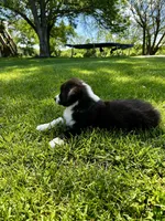 Toby , a male Australian Shepherd for sale in Wright City, MO – Photo 8 of 8