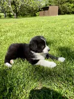 Toby , a male Australian Shepherd for sale in Wright City, MO – Photo 4 of 8