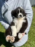 Toby , a male Australian Shepherd for sale in Wright City, MO – Photo 2 of 8