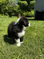 Toby , a male Australian Shepherd for sale in Wright City, MO – Photo 6 of 8