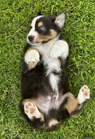 Houdini , a male Australian Shepherd for sale in Wright City, MO – Photo 6 of 7