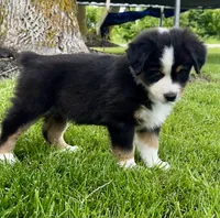 Houdini , a male Australian Shepherd for sale in Wright City, MO – Photo 2 of 7