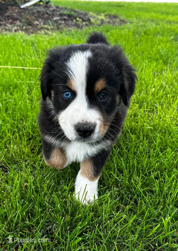 Houdini  – Australian Shepherd puppy for sale in Wright City, MO