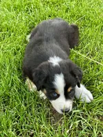 Houdini , a male Australian Shepherd for sale in Wright City, MO – Photo 7 of 7