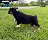 Houdini , a male Australian Shepherd for sale in Wright City, MO – Photo 4 of 7