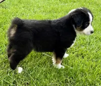 Houdini , a male Australian Shepherd for sale in Wright City, MO – Photo 3 of 7