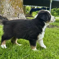 Houdini , a male Australian Shepherd for sale in Wright City, MO – Photo 5 of 7