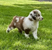 Duke, a male Australian Shepherd for sale in Wright City, MO – Photo 3 of 9