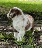 Duke, a male Australian Shepherd for sale in Wright City, MO – Photo 4 of 9