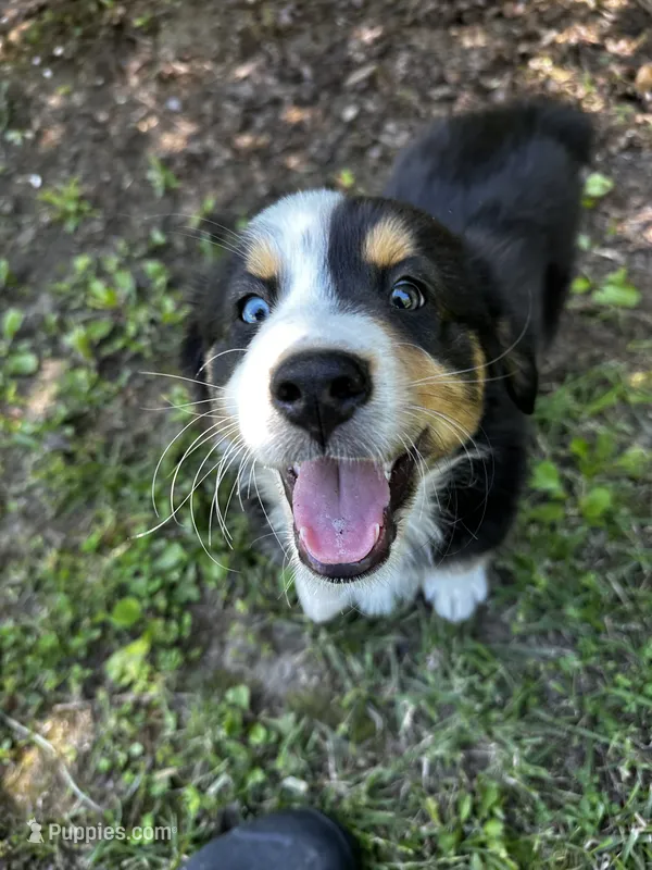 Houdini  – Australian Shepherd puppy for sale in Wright City, MO