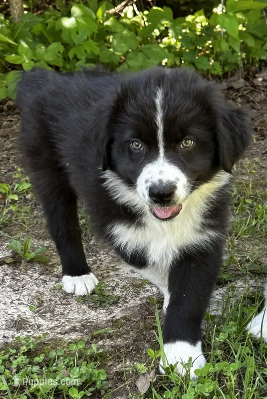 Toby  – Australian Shepherd puppy for sale in Wright City, MO