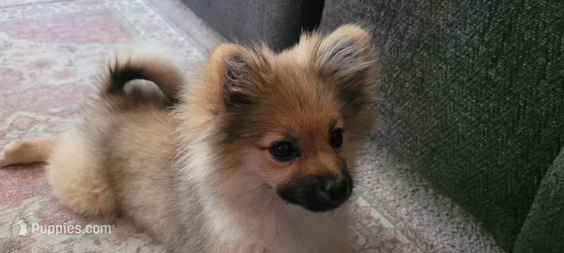 Basil – Pomeranian puppy for sale in Valley Village, CA