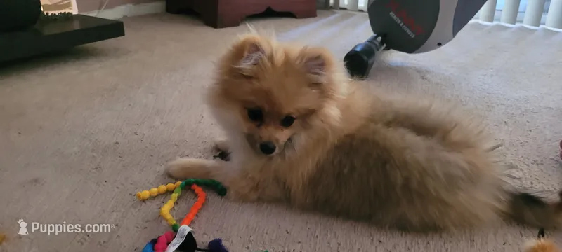 Sage – Pomeranian puppy on hold in Valley Village, CA