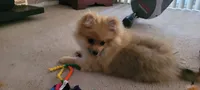 Sage, a male Pomeranian for sale in Valley Village, CA – 1 of 1