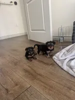 Gizmo , a male Yorkshire Terrier for sale in Palmdale, CA – Photo 4 of 4