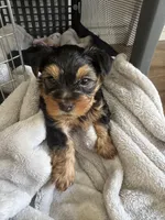 Gizmo , a male Yorkshire Terrier for sale in Palmdale, CA – Photo 2 of 4