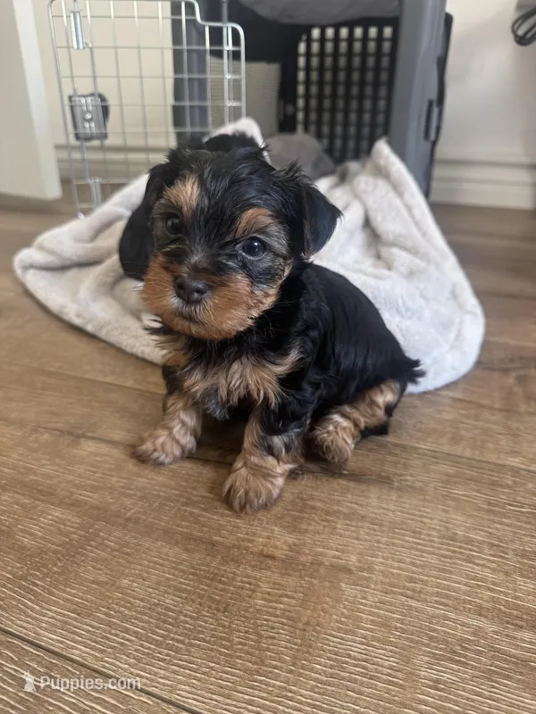 Gizmo  – Yorkshire Terrier puppy for sale in Palmdale, CA