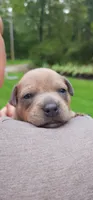 Mr. Singleton (for now) , a male Staffordshire Bull Terrier for sale in Irmo, SC – 8 of 8