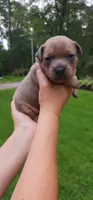 Mr. Singleton (for now) , a male Staffordshire Bull Terrier for sale in Irmo, SC – 4 of 8
