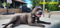 Mr. Singleton (for now) , a male Staffordshire Bull Terrier for sale in Irmo, SC – 6 of 8