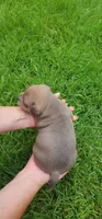 Mr. Singleton (for now) , a male Staffordshire Bull Terrier for sale in Irmo, SC – 7 of 8
