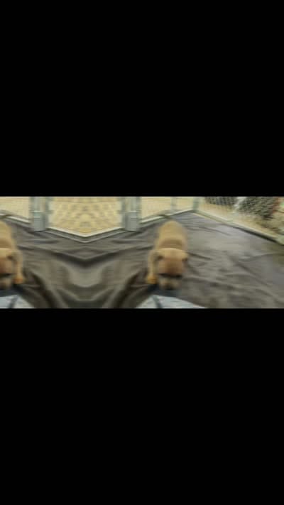 Mr. Singleton (for now) , a male Staffordshire Bull Terrier for sale in Irmo, SC – 3 of 8