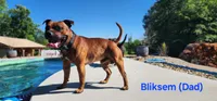 Mr. Singleton (for now) , a male Staffordshire Bull Terrier for sale in Irmo, SC – 5 of 8