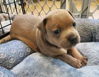 Mr. Singleton (for now) , a male Staffordshire Bull Terrier for sale in Irmo, SC – 1 of 8