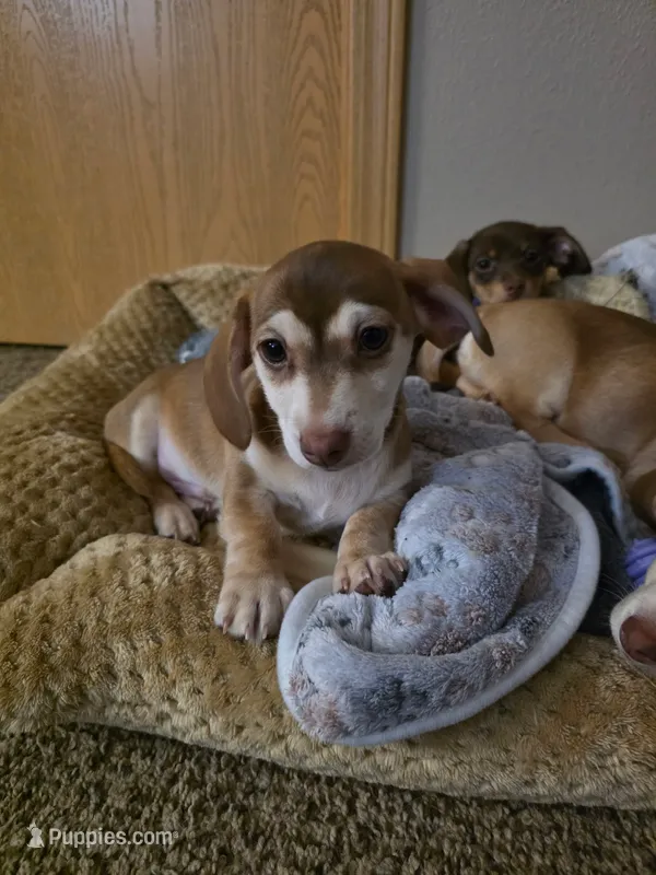 Liam – Chihuahua, Miniature Dachshund puppy for sale in Fargo, ND