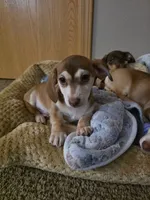 Liam, a male Chihuahua and Miniature Dachshund for sale in Fargo, ND – 1 of 3