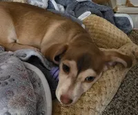 Liam, a male Chihuahua and Miniature Dachshund for sale in Fargo, ND – 2 of 3