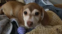 Liam, a male Chihuahua and Miniature Dachshund for sale in Fargo, ND – 3 of 3
