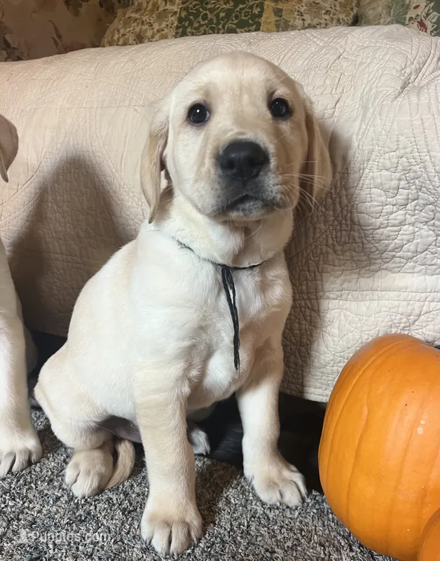 Jon – Labrador Retriever puppy on hold in Beaver Dams, NY
