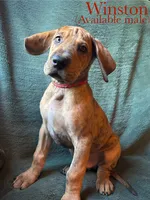 Winston, a male Great Dane for sale in Beaver Dams, NY – 3 of 8