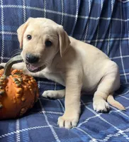 Jon, a male Labrador Retriever for sale in Beaver Dams, NY – 3 of 6