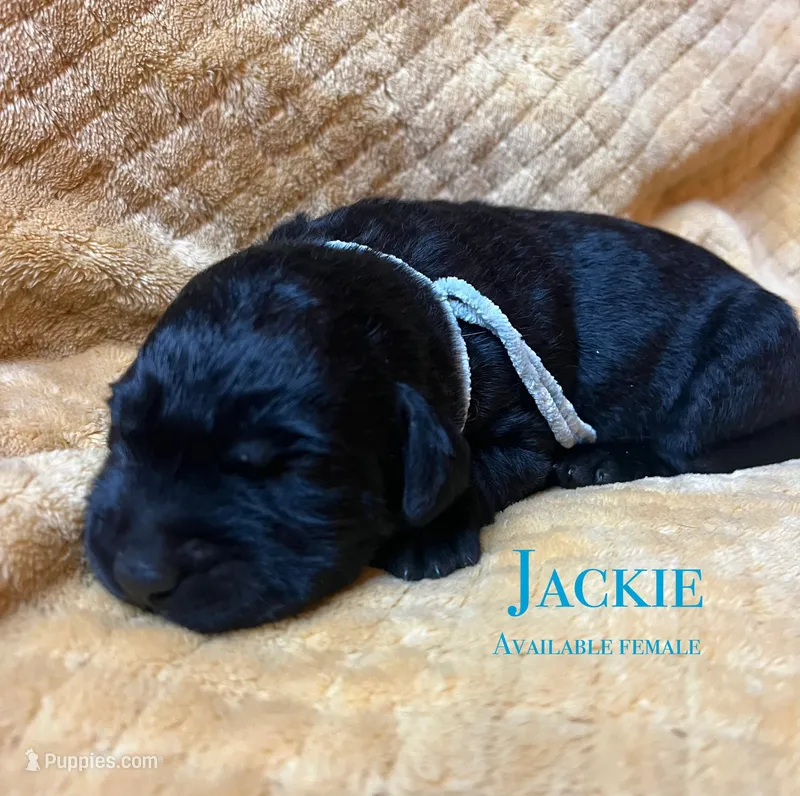 Jackie – Labrador Retriever puppy for sale in Beaver Dams, NY